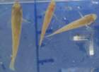 a_sshores_102112_catch_1g_small.jpg