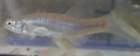 a_sshores_102112_catch_1h1_small.jpg