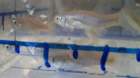 a_sshores_102112_catch_1h_small.jpg
