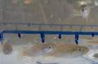 a_sshores_102112_catch_1i_small.jpg