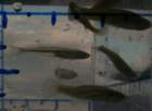 a_sshores_102112_catch_1o_small.jpg