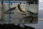 a_sshores_102112_catch_1p_small.jpg