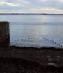 a_sshores_102112_catch_2a_net1_small.jpg
