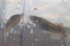 a_sshores_102112_catch_2c_small.jpg