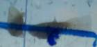 a_sshores_102112_catch_2d_small.jpg
