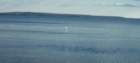a_sshores_102112_seaduck_searsisl_small.jpg