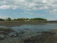 gacshore_072113_01b_sandbar_3_mussels_small.jpg