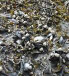 gacshore_072113_01b_sandbar_8_mussels_periwinkles_small.jpg