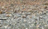 gacshore_072113_03_dig_11c_mud_bch_hill_small.jpg