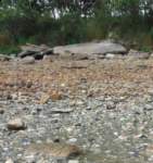 gacshore_072113_03_dig_11d_mud_bch_hill_small.jpg