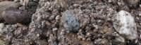 gacshore_072113_03_dig_13b_small.jpg