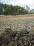 gacshore_072113_03_dig_6_small.jpg