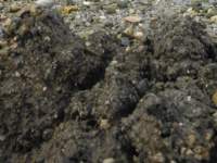 gacshore_072113_03_dig_6a_small.jpg
