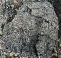 gacshore_072113_03_dig_7a_small.jpg