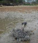 gacshore_072113_03_dig_9_small.jpg