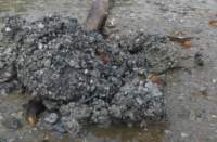 gacshore_072113_03_dig_9a_small.jpg