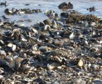 gacshore_031013_a05_musselbed_small.jpg