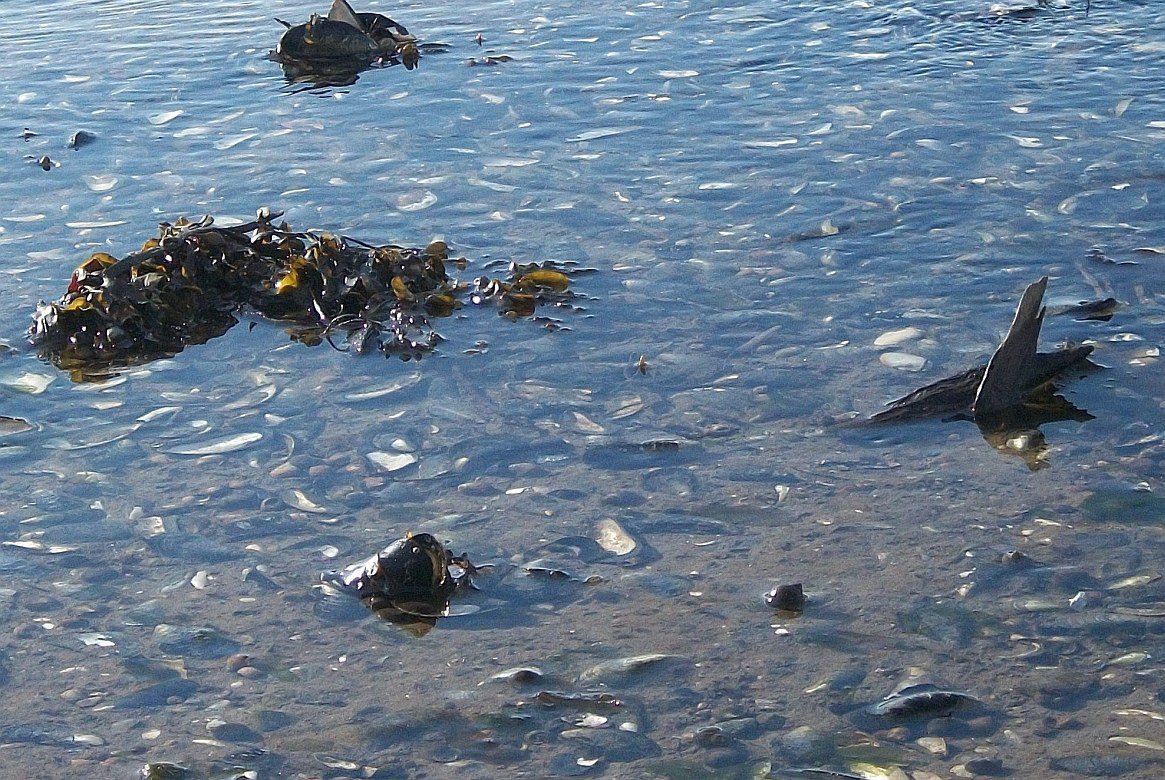 gacshore_031013_a05_mussels.jpg