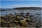 gacshore_050612_k1_testcove_mudflat_debris_small.jpg