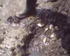 gac_flat_051312_c5_core4_deadclams2_small.jpg