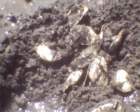 gac_flat_051312_c5_core4_deadclams3_small.jpg
