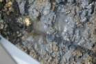 gac_flat_051312_core16_scrape1_small.jpg
