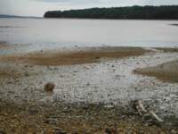 gacshore_080413_11_taintmud1site_small.jpg