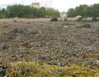 gacshore_080413_8_ph_test_area_rockweed_inner2tone5_small.jpg