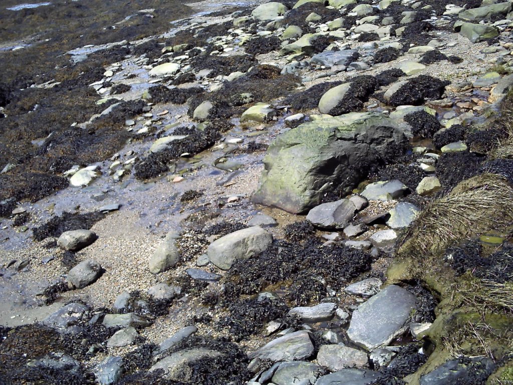 capej_042912_mid_stream2_intertidal.jpg