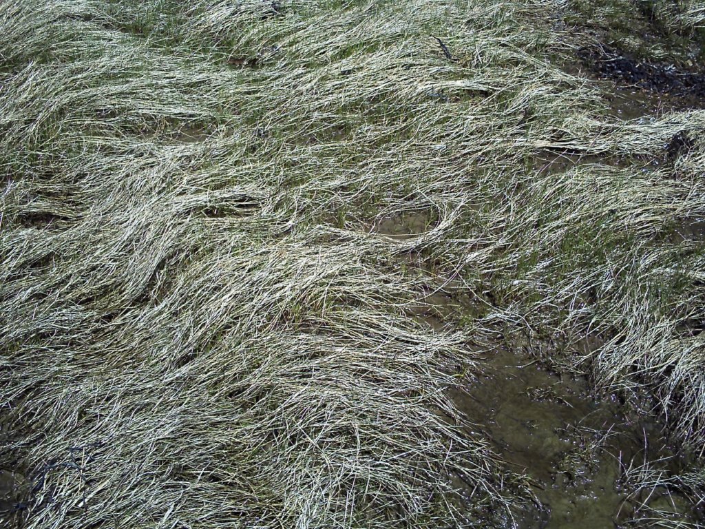 capej_042912_mid_stream_salt_hay.jpg