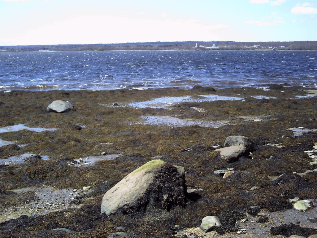 capej_042912_midcoast_rockweed_gac.jpg